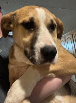 Mixed Breed Dogs Available for Adoption - Nala | PetCurious