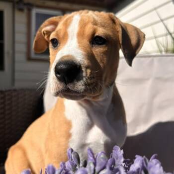 Pit Bull Terrier Dogs Available for Adoption in Racine, Wisconsin - Support | PetCurious