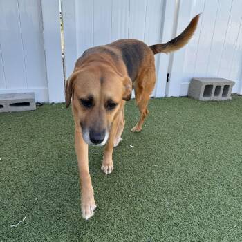 Mixed Breed Dogs Available for Adoption in New Bedford, Massachusetts - Diane | PetCurious