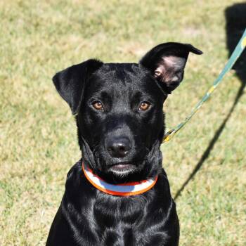 Rescue Labrador Retriever Dogs for Adoption in Searcy, Arkansas - Gunner | PetCurious