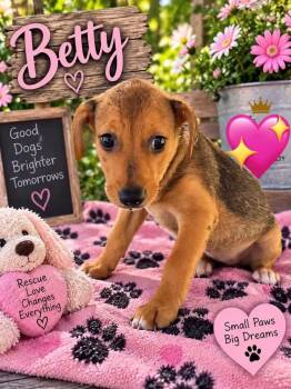 Betty -  Catahoula Leopard Dog Dog for Adoption in New London, Wisconsin - Betty | PetCurious