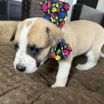Herky -  Australian Cattle Dog Blue Heeler Dog for Adoption in Aledo, Texas - Herky | PetCurious