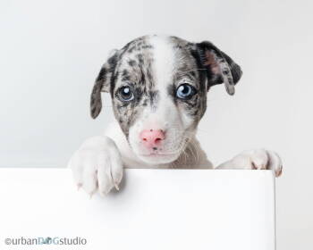 Rescue Jack Russell Terrier Dogs for Adoption in Tampa, Florida - Sprout - M | PetCurious