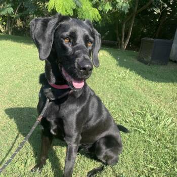 Clove -  Mixed Breed Dog for Adoption in Chattanooga, Tennessee - Clove | PetCurious