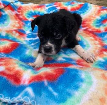 Green Bean -  Cattle Dog Dog Available for Adoption in Temple, Texas - Green Bean | PetCurious