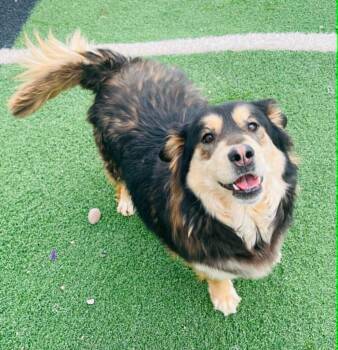 Kiara -  German Shepherd Dog and Husky Dog for Adoption in Green River, Wyoming - Kiara | PetCurious