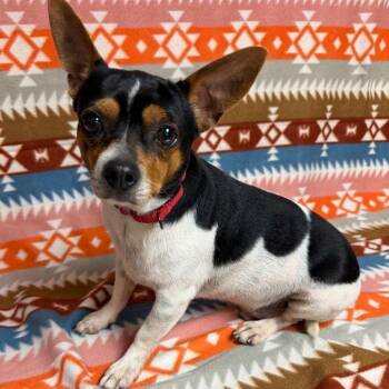 Spanky -  Chihuahua Dog for Adoption in Waterloo, Iowa - Spanky | PetCurious