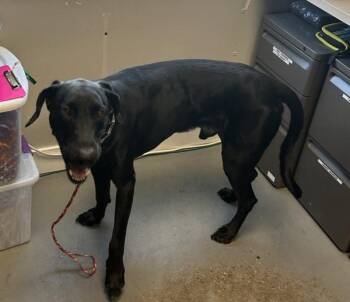 *Tanuki* -  Labrador Retriever Dog for Adoption in Salt Lake City, Utah - *Tanuki* | PetCurious