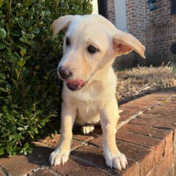 Mixed Breed Dogs Available for Adoption - Kitty | PetCurious