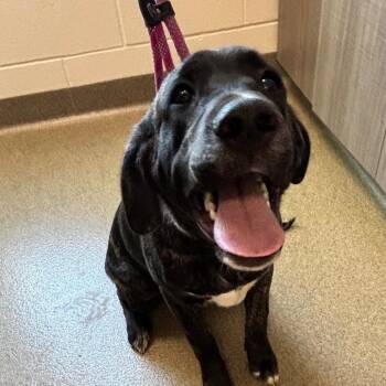 Boxer and Mixed Breed Dogs Available for Adoption in Council Bluffs, Iowa - Groot | PetCurious