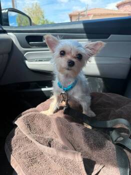Toothpick -  Yorkshire Terrier Dog for Adoption in Phoenix, Arizona - Toothpick | PetCurious