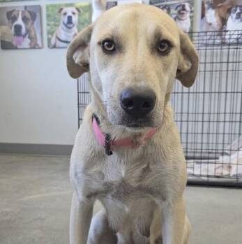 Desharnais / Sadie -  Labrador Retriever Dog for Adoption in Broomfield, Colorado - Desharnais / Sadie | PetCurious