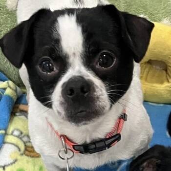 Boston Terrier and Japanese Chin Dogs Available for Adoption in Santa Monica, California - Winnie | PetCurious