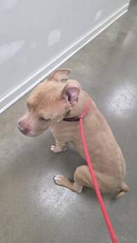 Pit Bull Terrier and Mixed Breed Dogs Available for Adoption - Pawlo | PetCurious