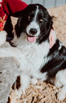Great Pyrenees and Cattle Dog Dogs Available for Adoption - Jay-Z | PetCurious
