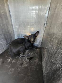 ACE -  Terrier Dog for Adoption in San Antonio, Texas - ACE | PetCurious