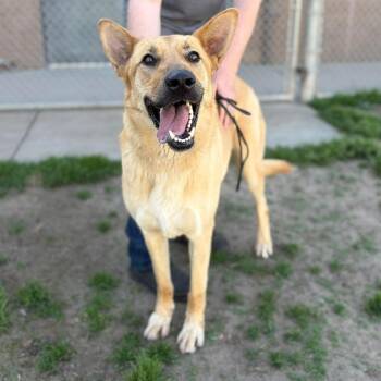 German Shepherd Dog Dogs Available for Adoption - Leo | PetCurious