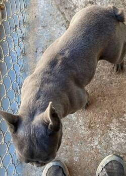 Rescue French Bulldog Dogs for Adoption in Matthews, North Carolina - Jet | PetCurious