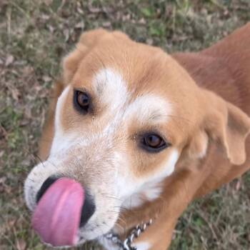 Golden Retriever and Mixed Breed Dogs Available for Adoption - Buddy | PetCurious
