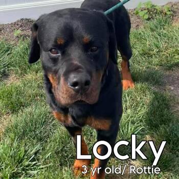 Locky -  Rottweiler Dog for Adoption in Plainfield, Illinois - Locky | PetCurious