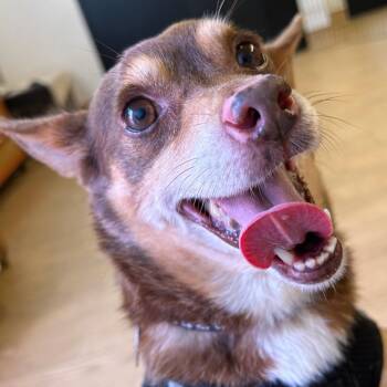 Othello 14479 -  Terrier Dog for Adoption in San Francisco, California - Othello 14479 | PetCurious