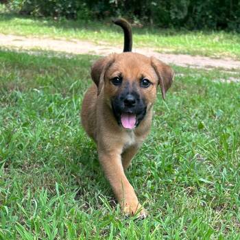 Merle -  Mixed Breed Dog for Adoption in Richmond, Virginia - Merle | PetCurious