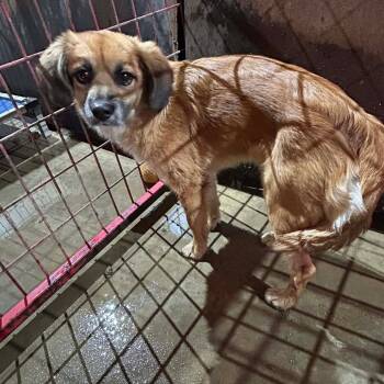 Rescue Cocker Spaniel and Beagle Dogs for Adoption in Madill, Oklahoma - Ginger Snap | PetCurious