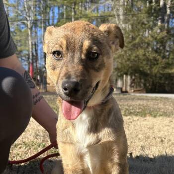 Shepherd Dogs Available for Adoption - Nikki | PetCurious
