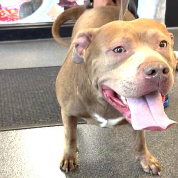 Mixed Breed Dogs Available for Adoption in Allentown, Pennsylvania - LVH-Stray-13313 | PetCurious