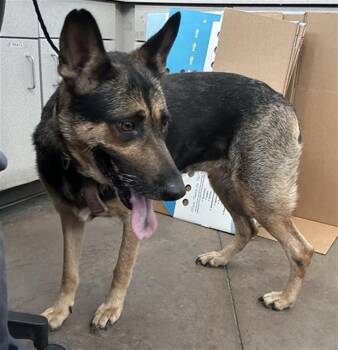 LILITH -  Mixed Breed Dog for Adoption in Dallas, Texas - LILITH | PetCurious