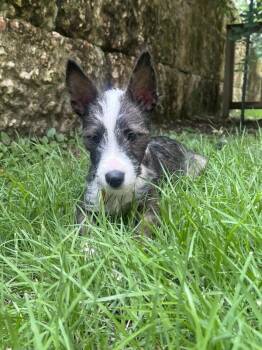 Bumblebee -  Jack Russell Terrier Dog for Adoption in Austin, Texas - Bumblebee | PetCurious