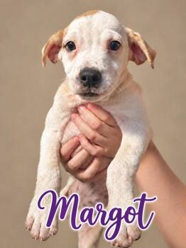 Margot -  Australian Cattle Dog Blue Heeler Dog for Adoption in Manchester, Connecticut - Margot | PetCurious