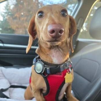 Buster (Coming Soon) -  Miniature Dachshund Dog for Adoption in Portland, Oregon - Buster (Coming Soon) | PetCurious