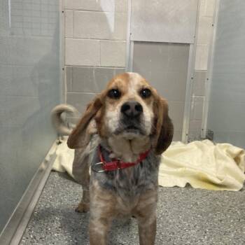 Beagle Dogs Available for Adoption - Mojo Jo Jo | PetCurious