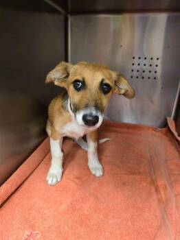 EIGHT -  Dachshund and Mixed Breed Dog Available for Adoption in Rancho Cucamonga, California - EIGHT | PetCurious