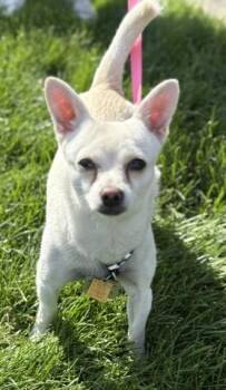 Max -  Chihuahua Dog for Adoption in Pasco, Washington - Max | PetCurious