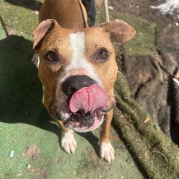 Pit Bull Terrier Dogs Available for Adoption in Newark, New Jersey - Leonardo DiCaprio | PetCurious