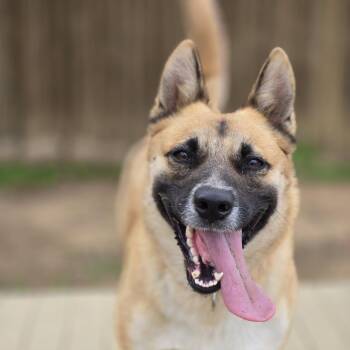 German Shepherd Dog and Mixed Breed Dogs Available for Adoption in Mansfield, Texas - Nell | PetCurious