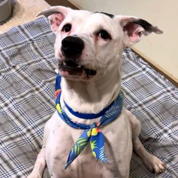 Rescue Mixed Breed Dogs for Adoption in Chattanooga, Tennessee - Ronnie | PetCurious