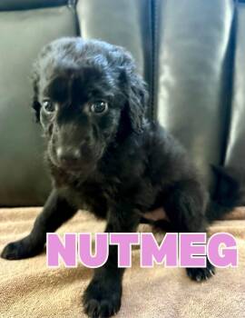 Nutmeg -  Aussiedoodle Dog for Adoption in Shalimar, Florida - Nutmeg | PetCurious