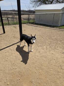 Husky Dogs Available for Adoption in Maquoketa, Iowa - Tala | PetCurious