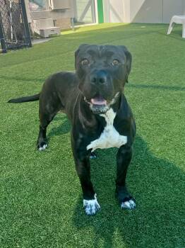 Rescue Pit Bull Terrier Dogs for Adoption in Eagle, Idaho - Susie **Courtesy Post. Out Of Town Pet. See Below For Details** | PetCurious