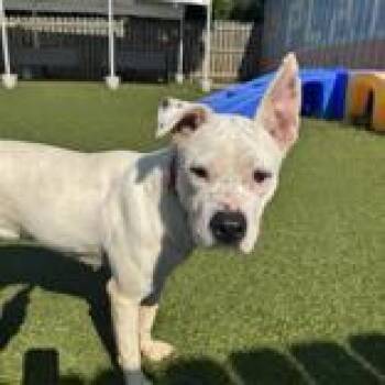 Sugar -  Pit Bull Terrier Dog for Adoption in Hilliard, Ohio - Sugar | PetCurious