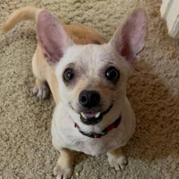 Dusty -  Chihuahua and Dachshund Dog for Adoption in Lexington, Kentucky - Dusty | PetCurious
