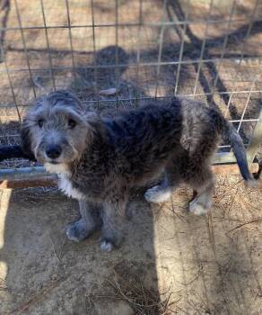 Rescue Poodle Dogs for Adoption in Pembroke, Massachusetts - Taffy | PetCurious