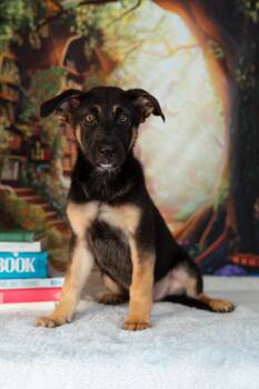 Baloo -  German Shepherd Dog Dog for Adoption in Avon, Connecticut - Baloo | PetCurious