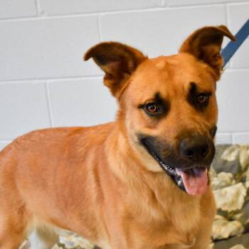 Bizarro -  Mixed Breed Dog for Adoption in Fairport, New York - Bizarro | PetCurious