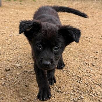Labrador Retriever and Mixed Breed Dogs Available for Adoption in Carmel Hamlet, New York - Rosie | PetCurious