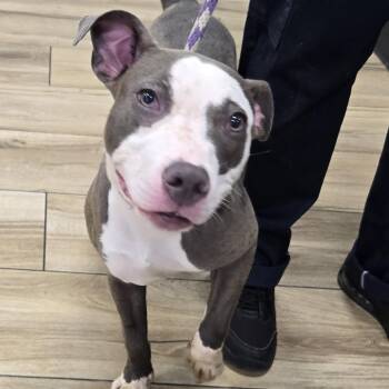 Cow Girl -  Pit Bull Terrier Dog for Adoption in Newark, New Jersey - Cow Girl | PetCurious