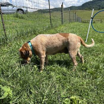 Mamie -  English Coonhound Dog for Adoption in Falls Church, Virginia - Mamie | PetCurious